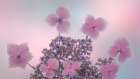 USA, Washington State, Seabeck. Close-up of hydrangea blossoms. Art Print